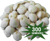 KIT NOZ DA ÍNDIA 300 NOZES