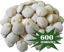 KIT NOZ DA ÍNDIA 600 NOZES